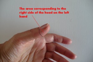 the-area-corresponding-to-the-right-side-of-the-head-on-the-left-hand