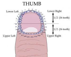 Mapping of teeth around thumb nail